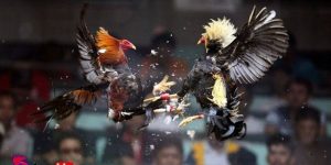 Thuốc đá gà bịp làm mất công bằng trong các trận đấu gà đá